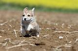CORGI PEMBROKE 566